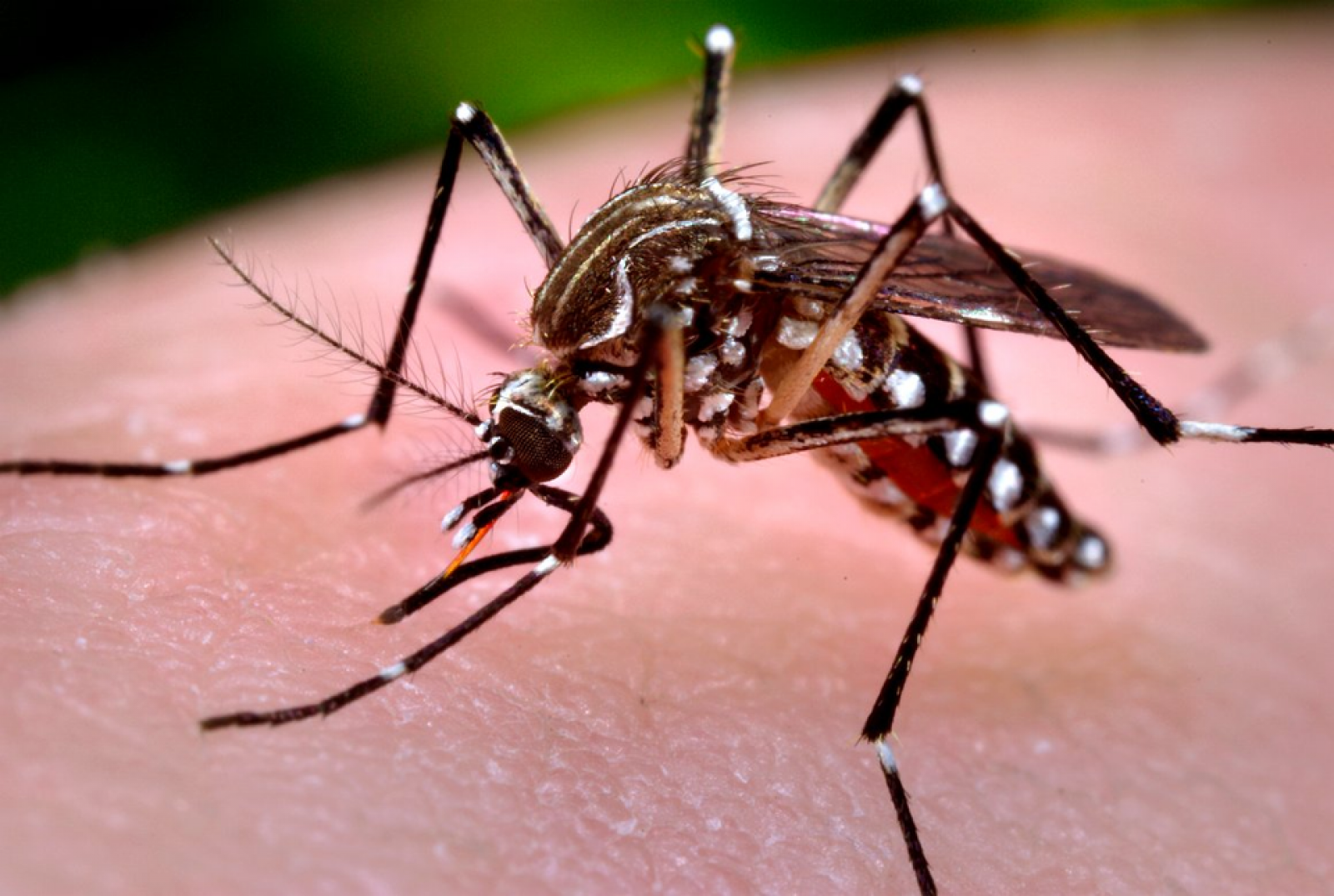 Você sabe diferenciar os sintomas da gripe, dengue, zika e chikungunya?