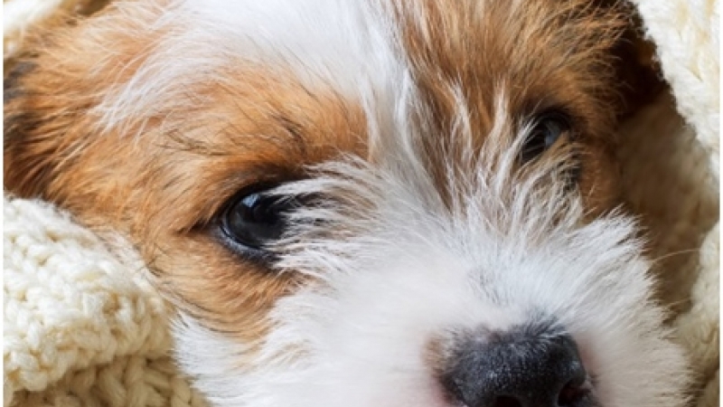 Colite Canina Doença com Várias Causas Possíveis e que Pode Levar à Perda de Peso