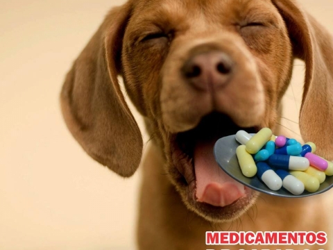 Nem todo medicamento de humano serve para o seu animal. Muito cuidado!