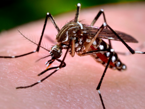 Você sabe diferenciar os sintomas da gripe, dengue, zika e chikungunya?
